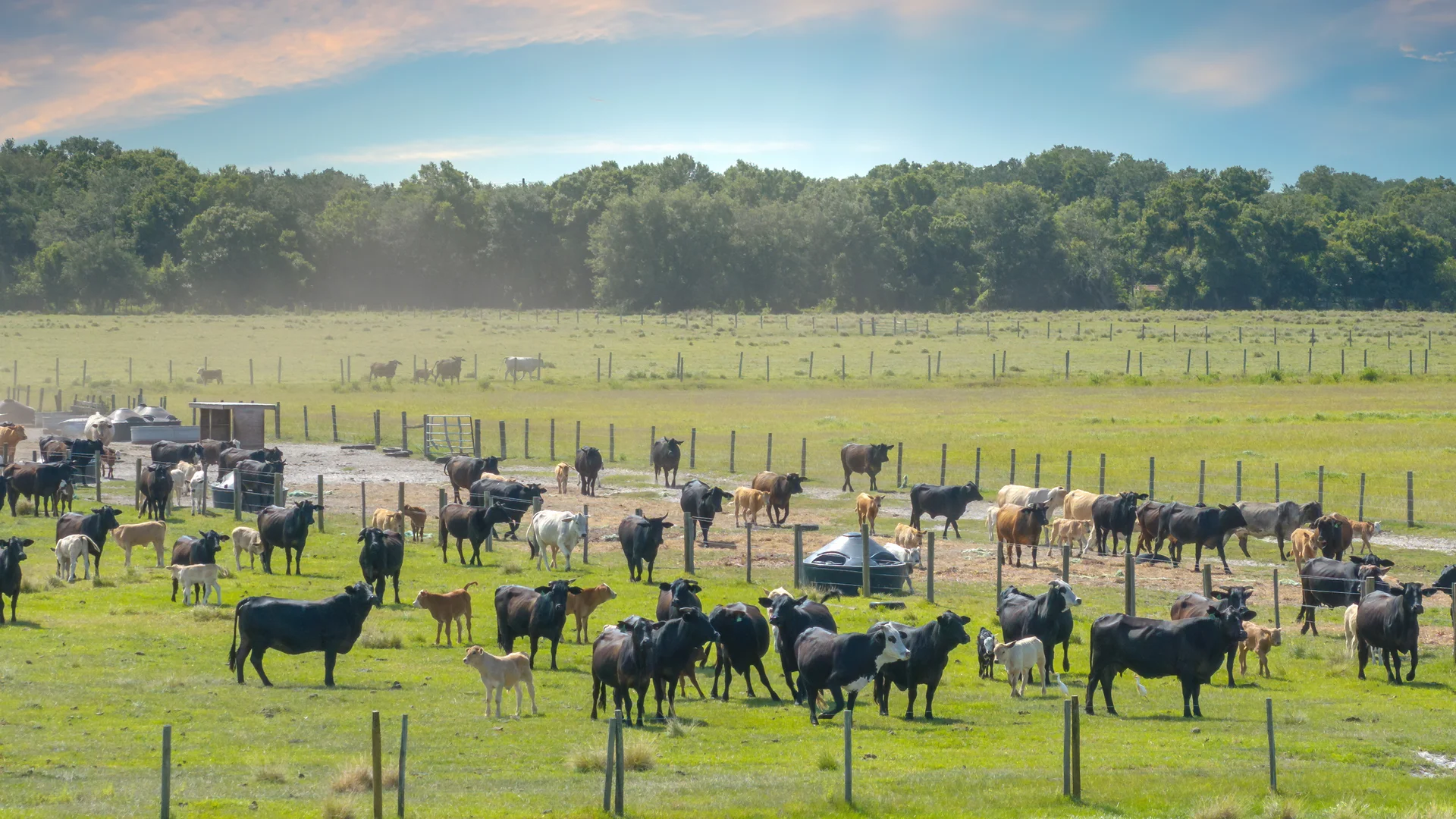 Ganado pastoreando en campo abierto