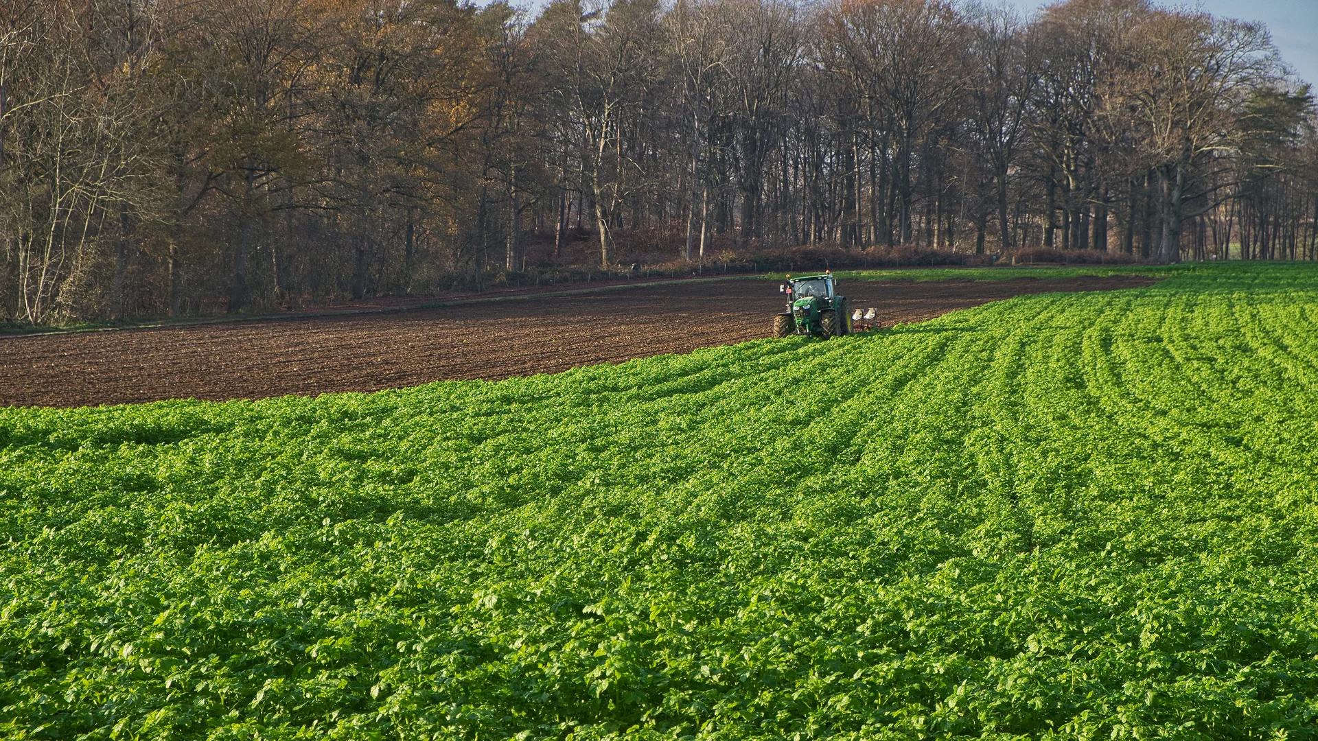 Tractor arando el campo agrícola